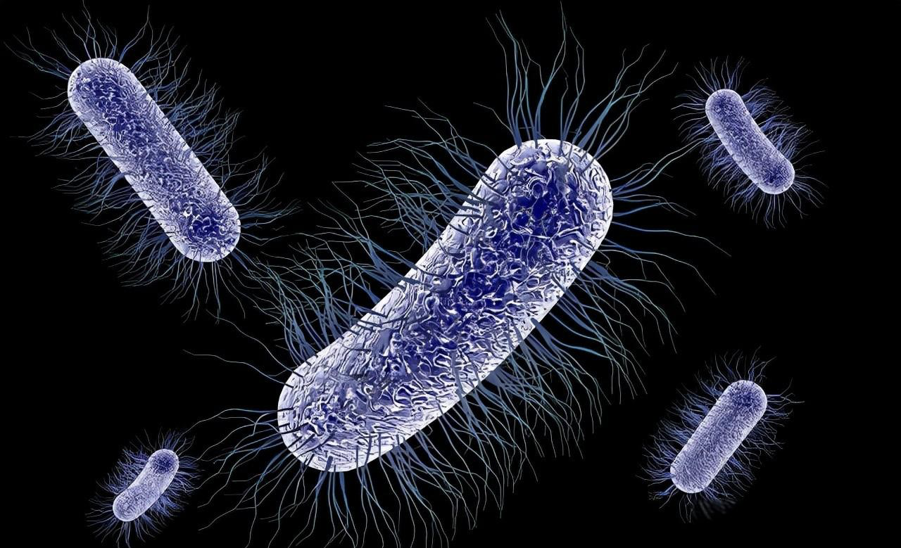 Escherichia coli